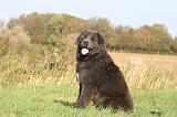 DOGUE DU TIBET 622